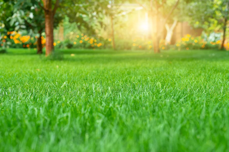 Boosting Curb Appeal With Expert Lawn Care Services in Las Vegas, NV
