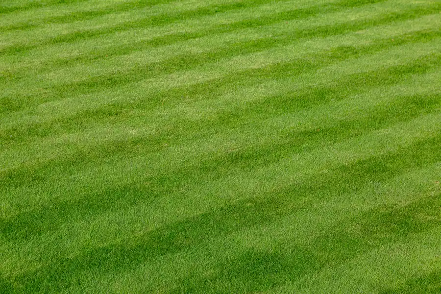 Maximizing Client Satisfaction With Expert Lawn Care in Las Vegas, NV